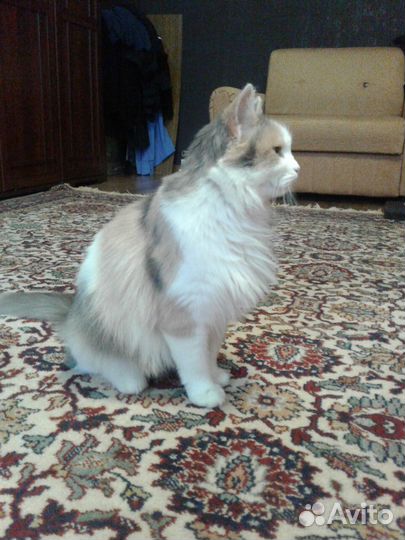 Кошка Бонечка