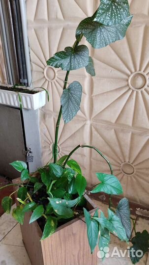 Цветы крупномеры