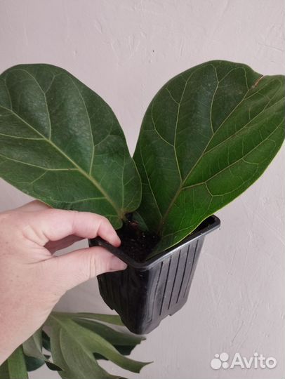 Фикус лирика бамбино, монстера, черенки