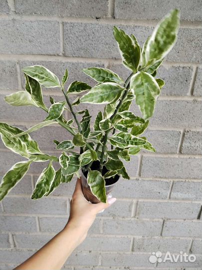 Педилантус