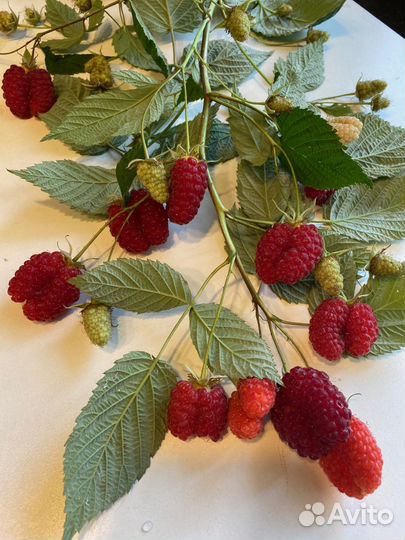 Саженцы:, малина, ежемалина,княженика