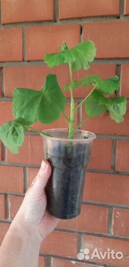 Пеларгония герань сортовая, белая