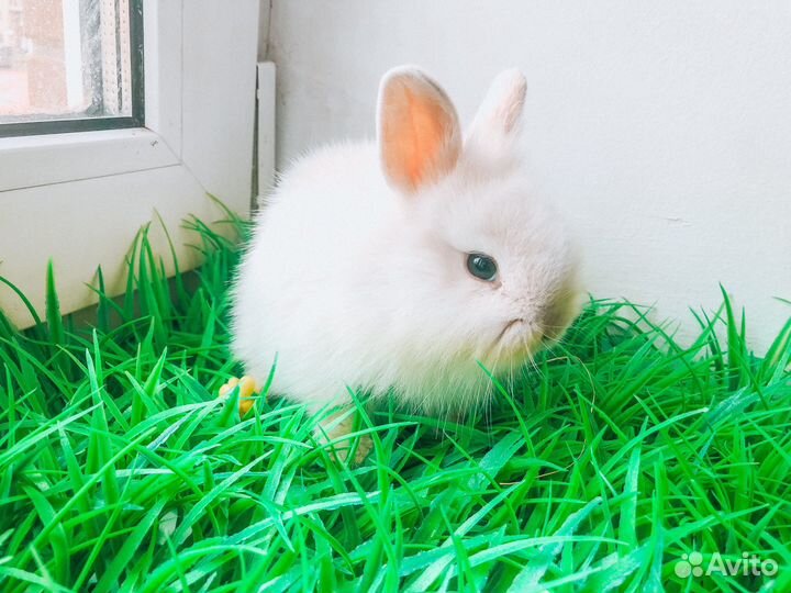 Карликовый кролик супер мини