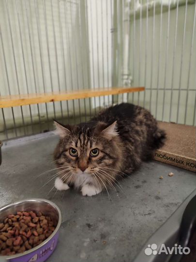 Зоогостиница для кошек, котят, котов (г. Ростов)