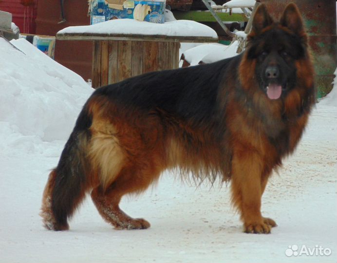 Щенок длинношёрст. дев.-подросток Немецкой овчарки