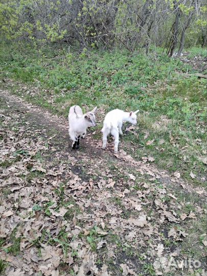 Продаются козлята