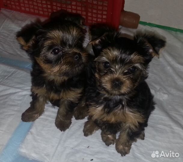 Вязка, кобель йорк