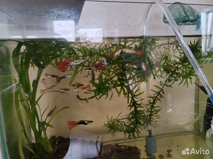 Рыбки - гуппи