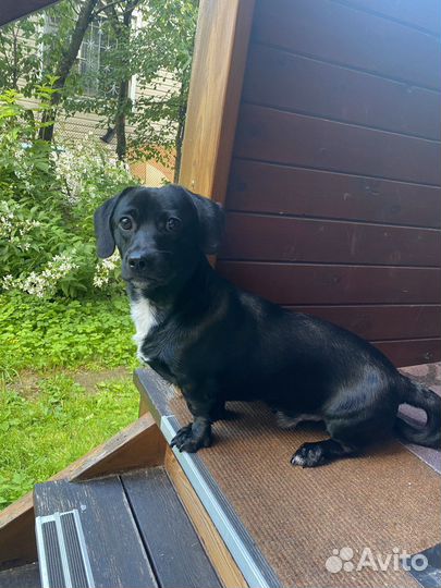 Собака в добрые руки маленькая порода