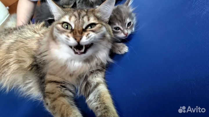 Котята в добрые руки 2 мес