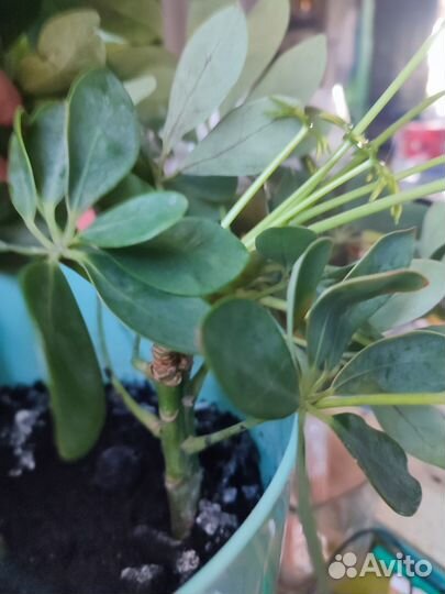 Шеффлера древовидная, Традесканция разноцветная