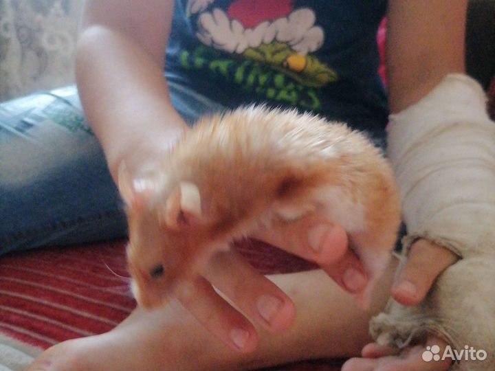 Катуна ед самец сирицский