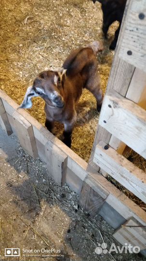 Продам козлят