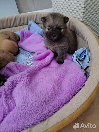 Щенки шпица