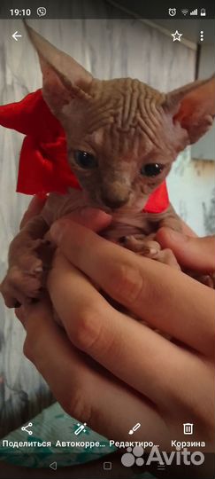 Котята канадский сфинкс