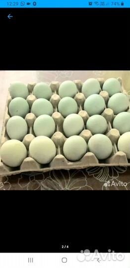 Инкубационное яйцо ухейилюй. Цыплята