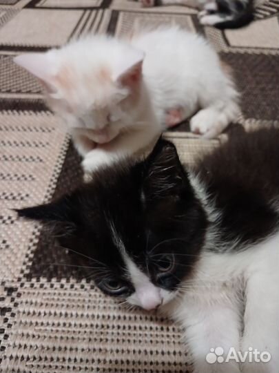 Котята всё едят и ходят в лоток