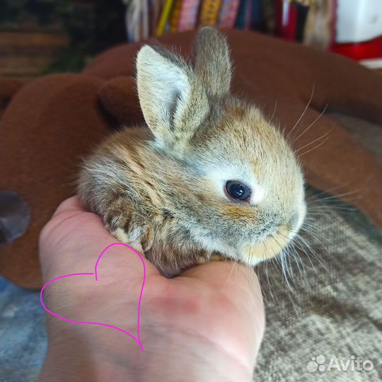 Карликовый кролик рыжий
