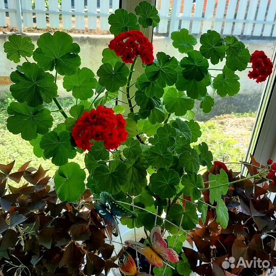 Цветы комнотные