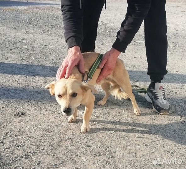 Собака в добрые руки