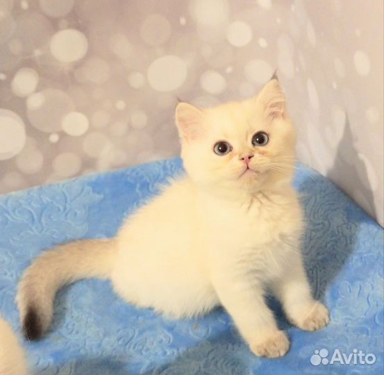Голубоглазая кошечка