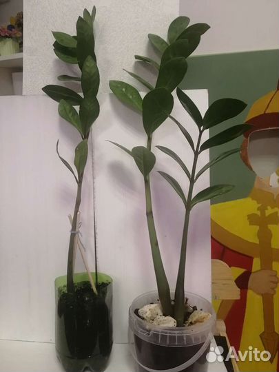 Спатифиллум Замиокулькас