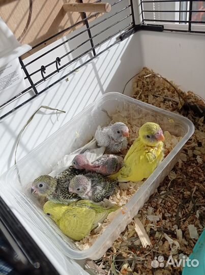 Птенцы волнистый попугай