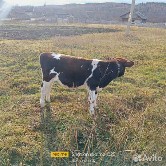 Телята бычки