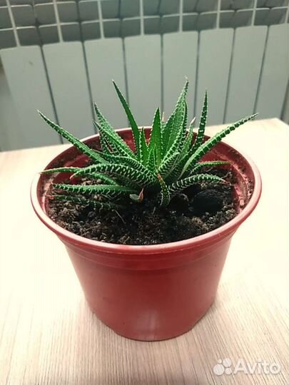 Хавортия фасциата,продаю