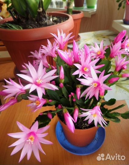 Декабрист, Рипсалидопсис