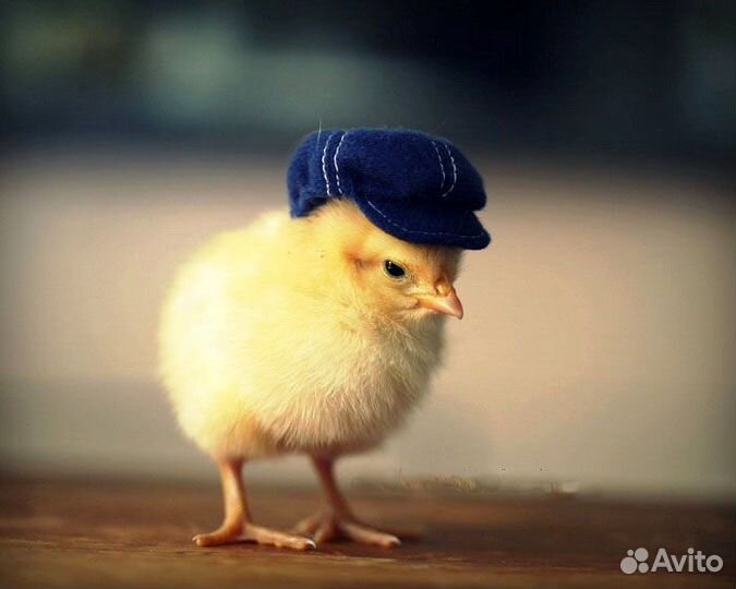 Суточный бройлер