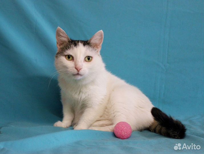 Кошка Мишель