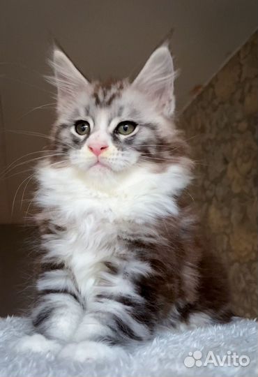Котята мейн-кун