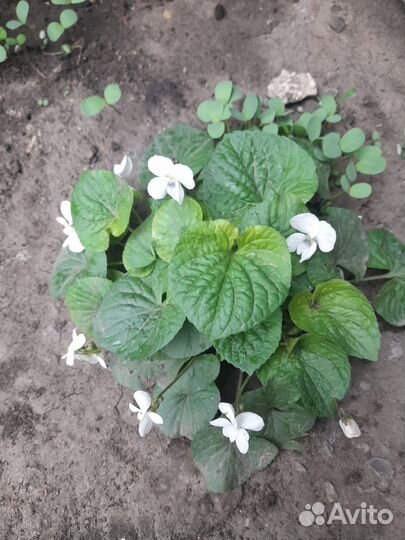 Многолетние цветы для сада