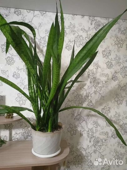 Сансевиерия