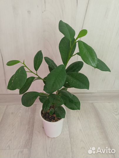 Фикусы: Макломе