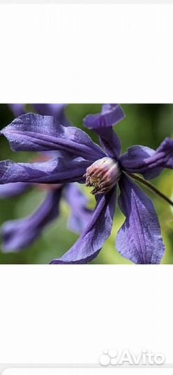 Клематис Интегрифолия 