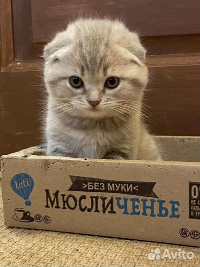 Шотландские котята