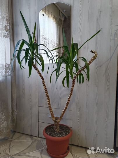 Комнатные цветы разные