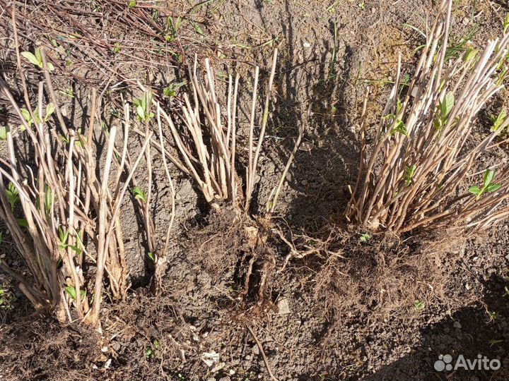 Гортензии крупнолистные