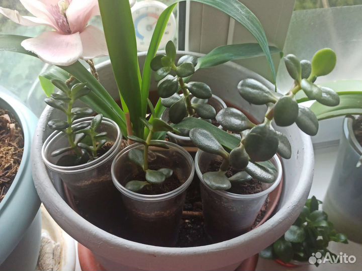 Толстянка (денежное дерево)