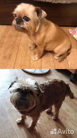 Грумер на мжк