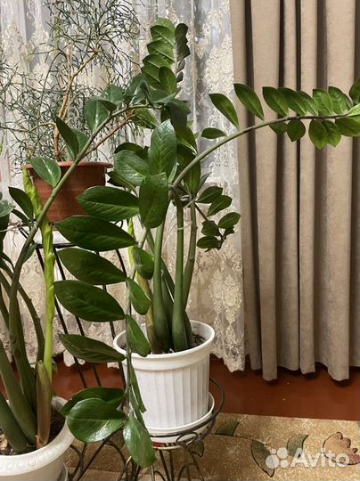 Замиокулькас