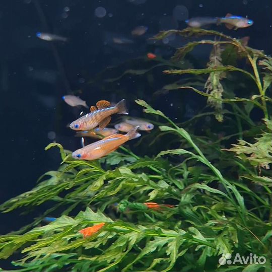 Псевдомугил паскай red neon