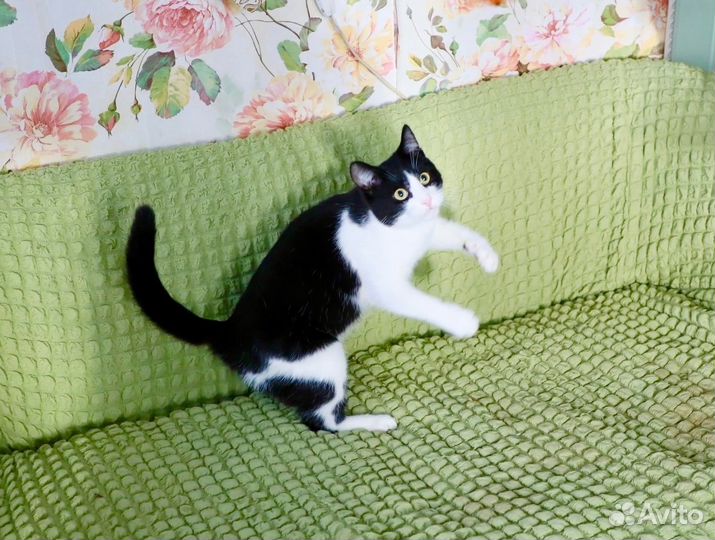 Томас в добрые руки