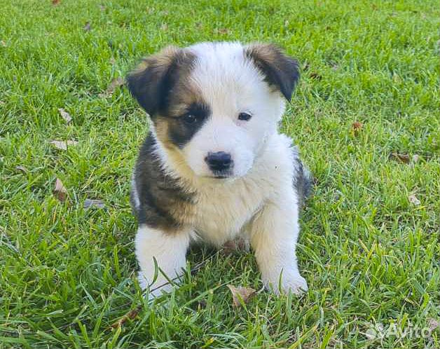 Бэтси - милая щенок-девочка в дар