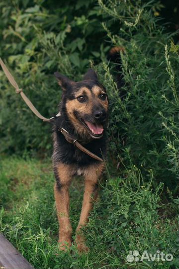 Добряк Лаки