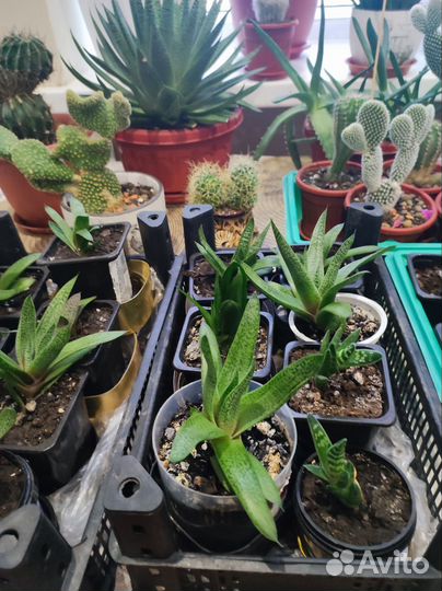 Кактусы и суккуленты