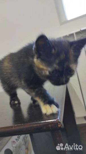 Котенок в добрые руки