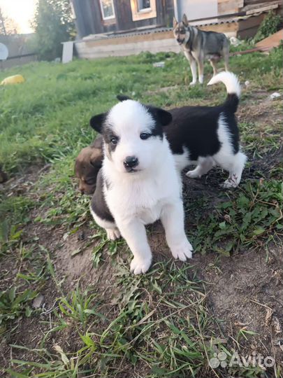 Собаки щенки лайки